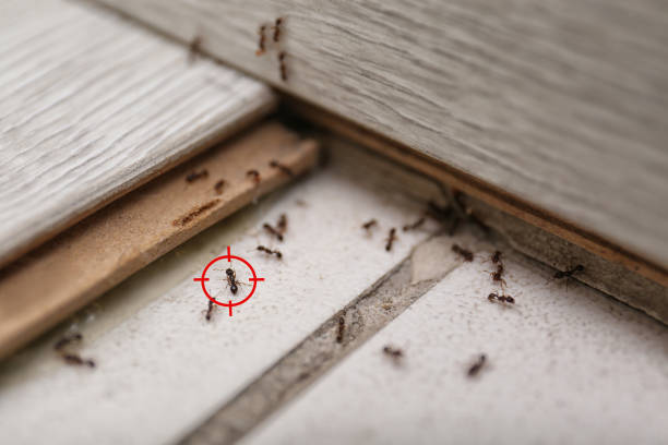 Best Best Pest Control Companies  in Trion, GA